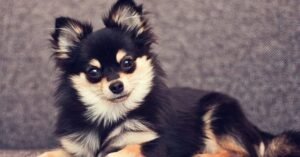 mix chihuahua pomeranian