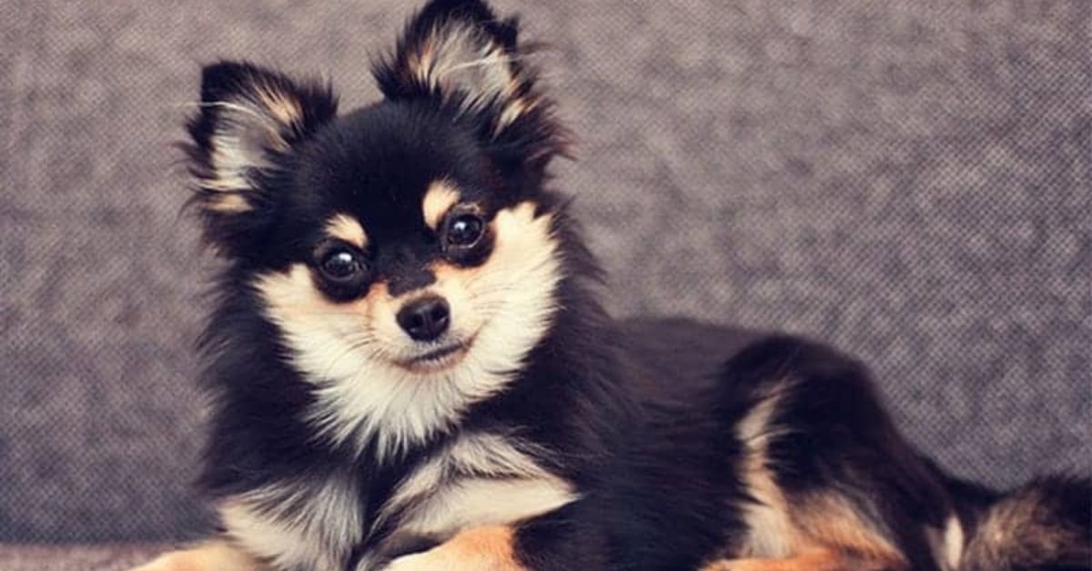 mix chihuahua pomeranian