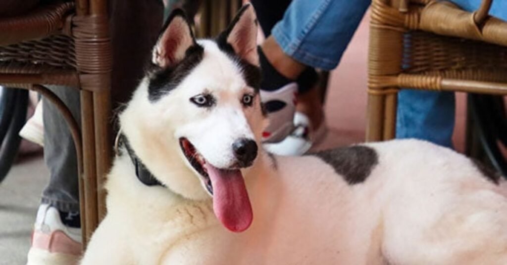 mix pitbull husky