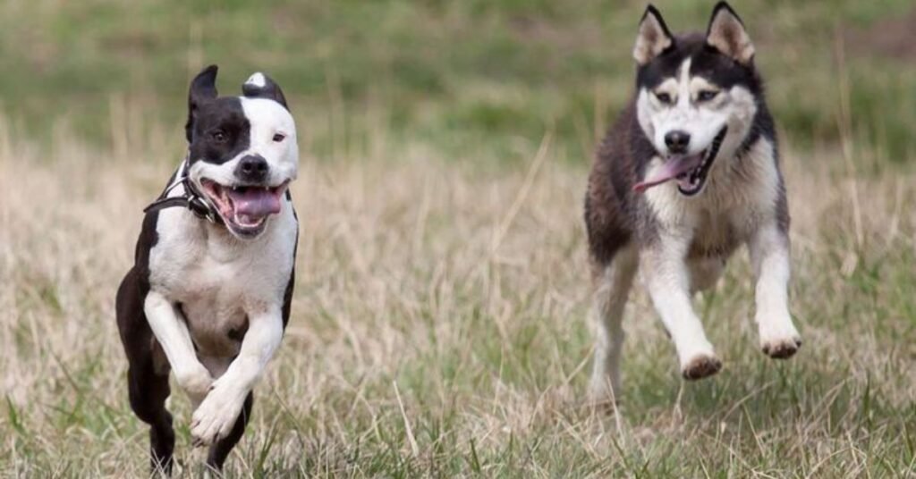 mix pitbull husky