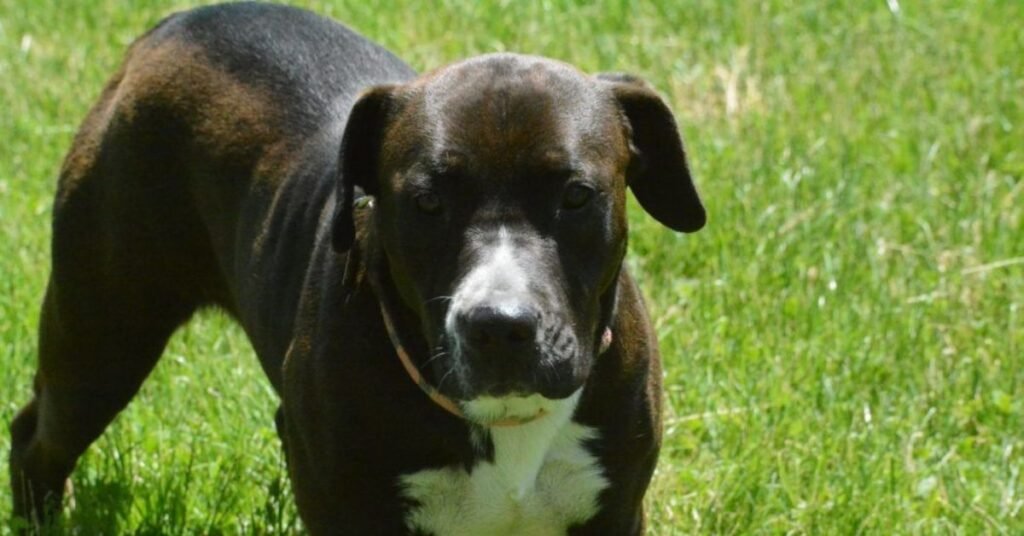 mixed lab and pitbull