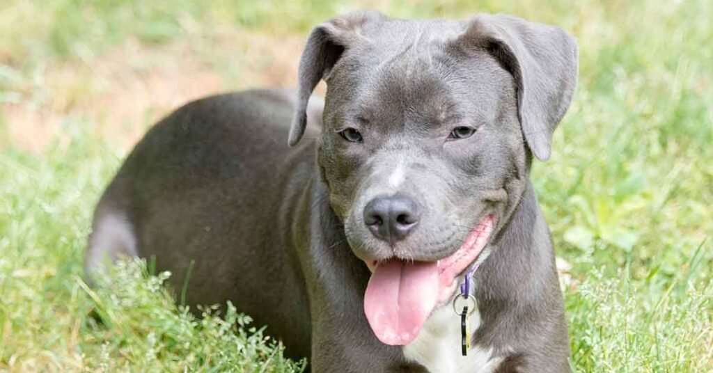 mixed lab and pitbull