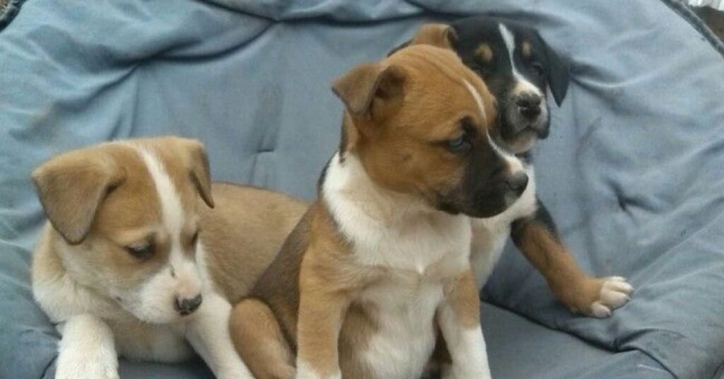 mixed pitbull and husky