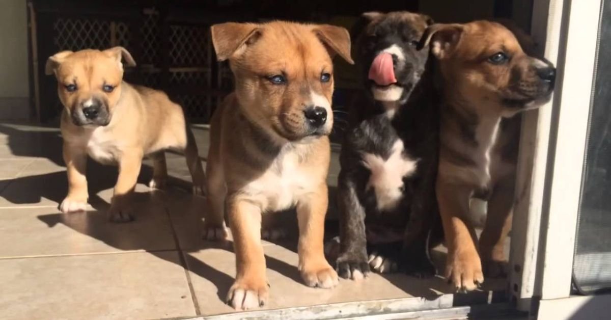 mixed pitbull and husky