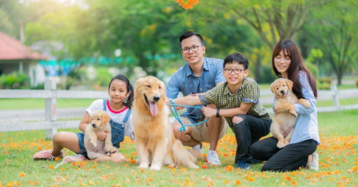 nice family dog
