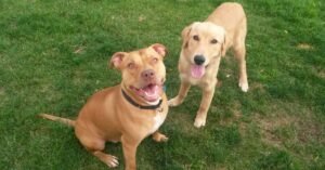 pitbull mix with labrador retriever
