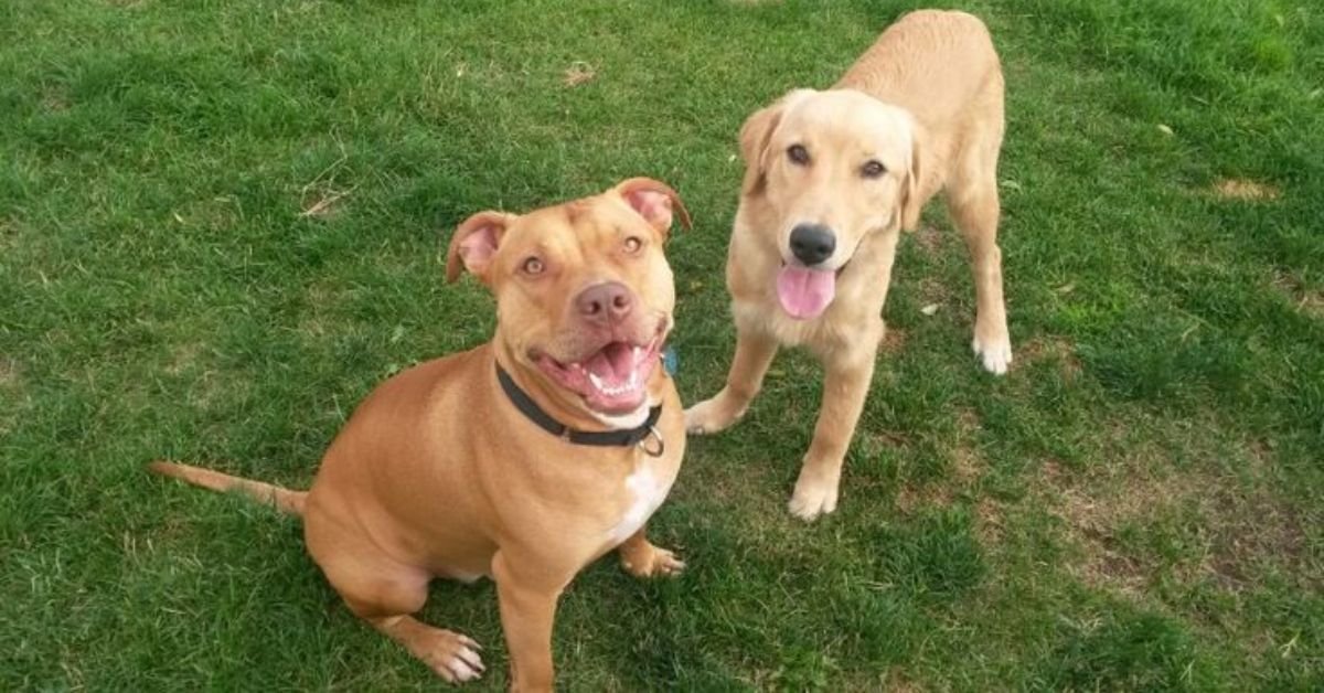 pitbull mix with labrador retriever