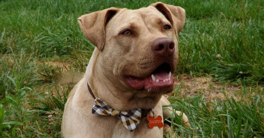 pitbull mix with labrador retriever