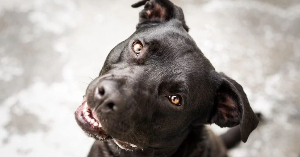 pitbull mix with labrador retriever