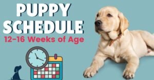 puppy needle schedule