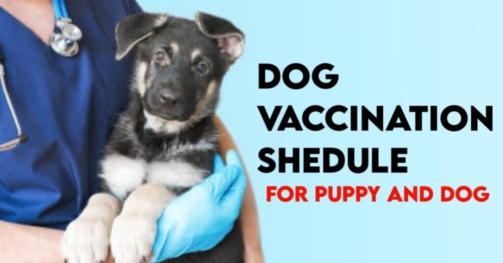 puppy vaccination program