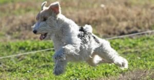 wire fox terrier