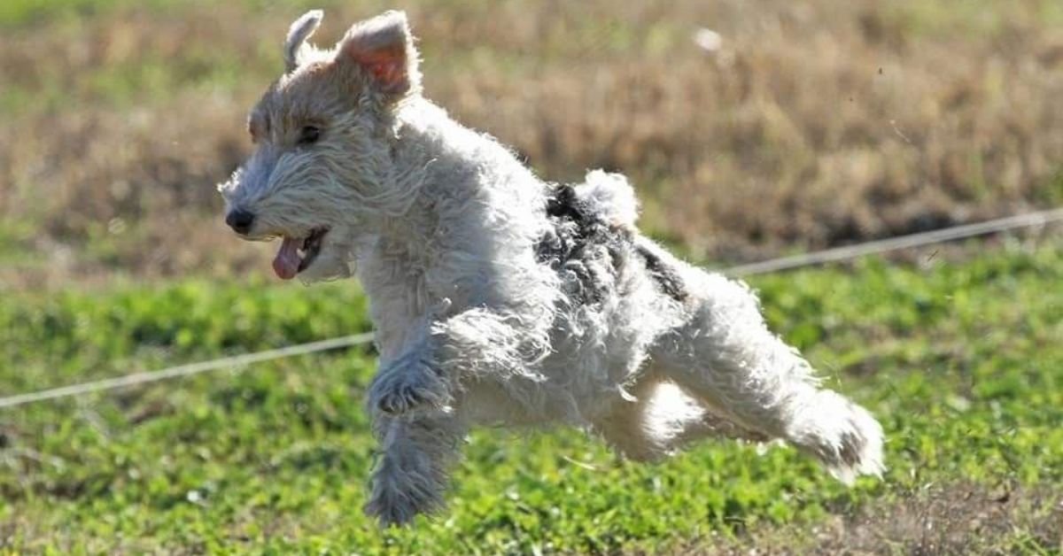 wire fox terrier