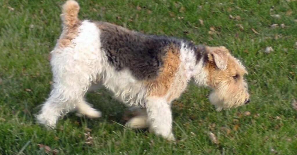 wire fox terrier