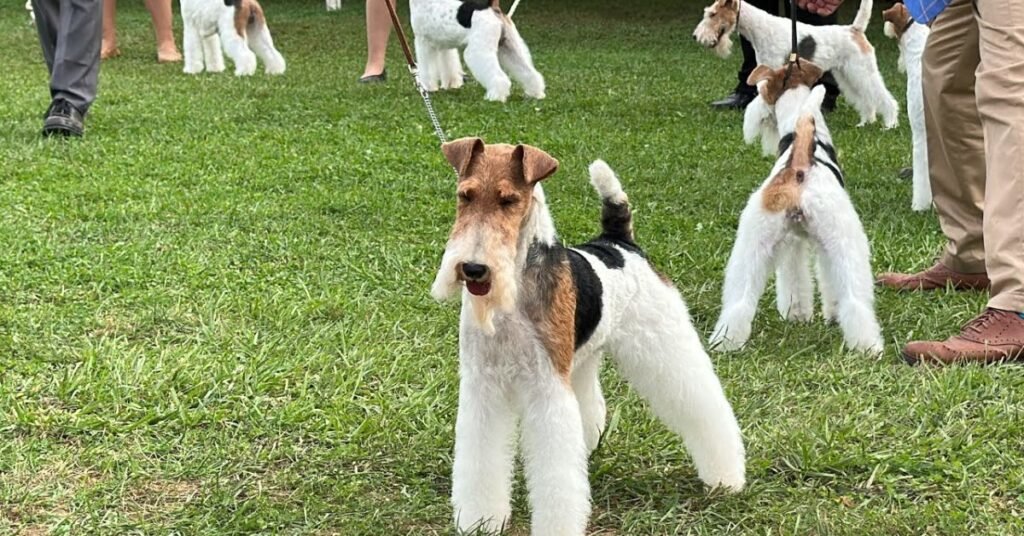 wire fox terrier